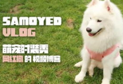 狗操人视频,揭秘动物与人类关系的微妙平衡